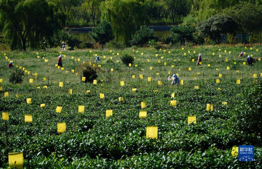 诚信客户端下载